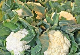cauliflower on the market close-up