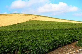 scenic golden and green fields on the hill, italy, Sicily