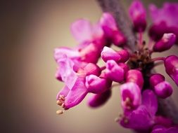 flowering chinese judas tree