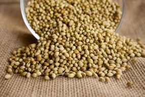 Coriander Seeds spices