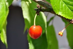 tasty small Cherry