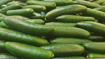 harvest of long-fruited cucumbers on a farm
