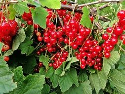 red currants on a bush in a village