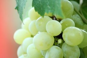 white grapes on vine, macro