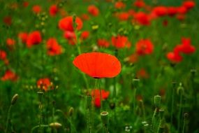 blossoms Klatschmohn Flower Poppy
