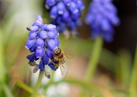 bee on a purple fragrant bell
