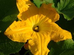 zucchini yellow flower