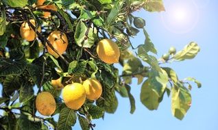 Lemon fruits grow on a tree