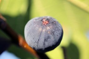 Fig fruit grow in nature