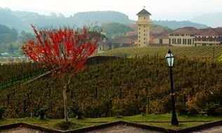 tree with red leaves near the vineyards