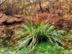 Autumn Grass in forest calming scene