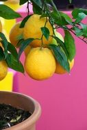 potted Lemon Tree with Yellow fruits