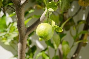 Green and yellow lemons on a tree