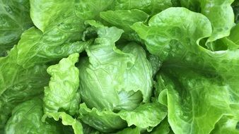 fresh green lettuce with dew drops close-up