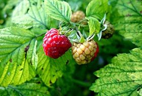 red and green raspberries on a branch