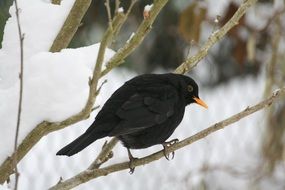 black bird on a winter day