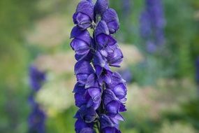 purple Alpine Flower bloom