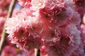 Tree Spring pink flowers