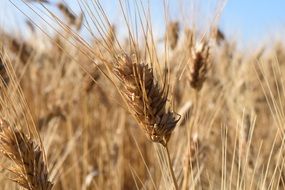 ripe wheat field in autumn