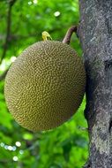 tropical fruit in thailand forest