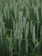 green wheat spikes close-up on blurred background