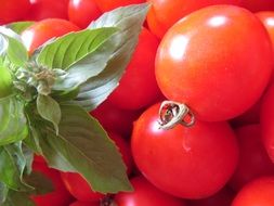 red round tomatoes and green basil close-up