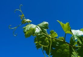 green vine leaves against a bright blue sky