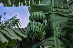 Bananas Banana Shrub Africa