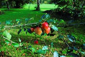 bright apples on the green branch