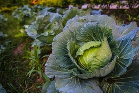 white cabbage, plants on garden bed