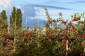 red apple orchard in summer