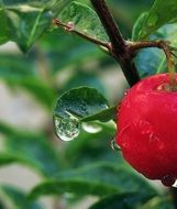 red fruit on a branch in raindrops