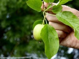 Apple in Hand