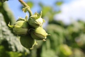 Hazelnut Fruits