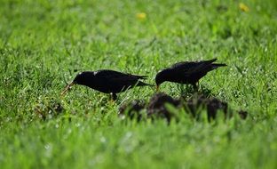 black starling birds on the green Meadow with colorful flowers