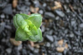 Succulent young Plant