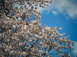 Small white flowers blossom on the cherry tree