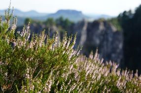 Herb Plant