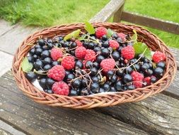 ripe black currant and raspberry in a basket