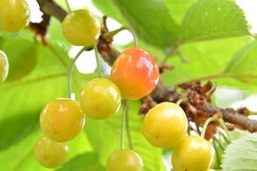 yellow cherry on a branch