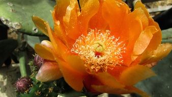 orange prickly pear flower