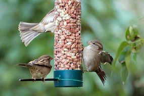 Sparrows sitting on birdfeeder at green background