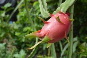 ripe dragon on a plant