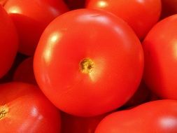 organic tomatoes