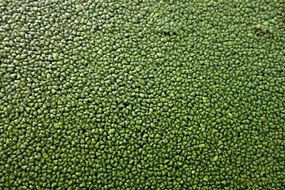 Wolffia globosa duckweed on the water