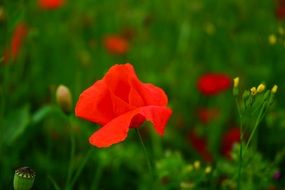 Close of the blossoming poppy flower