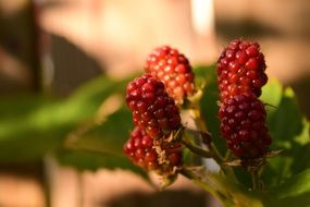 red blackberry in the sun