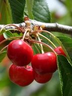 closeup of sweet cherries on tree