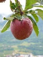 red apple on a branch with green leaves