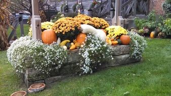 composition with pumpkin and flowers, usa, iowa, amana